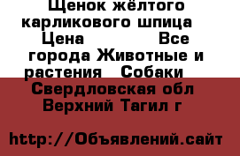Щенок жёлтого карликового шпица  › Цена ­ 50 000 - Все города Животные и растения » Собаки   . Свердловская обл.,Верхний Тагил г.